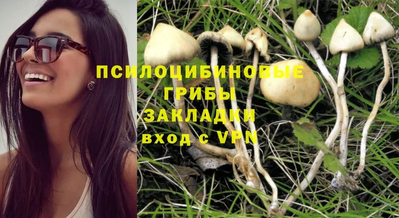 как найти закладки  кракен сайт  Псилоцибиновые грибы Magic Shrooms  Новоузенск 